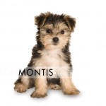 Giad The Cutest Morkie Blog