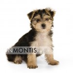 Giad The Cutest Morkie Blog