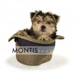 Giad The Cutest Morkie Blog