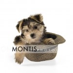 Giad The Cutest Morkie Blog