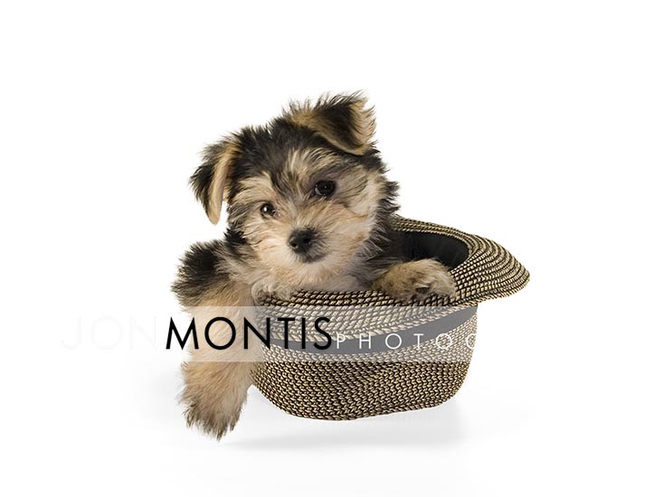 Giad The Cutest Morkie Blog