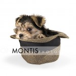 Giad The Cutest Morkie Blog