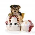 Giad The Cutest Morkie Blog