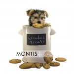 Giad The Cutest Morkie Blog