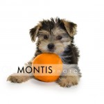 Giad The Cutest Morkie Blog