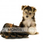 Giad The Cutest Morkie Blog