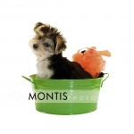 Giad The Cutest Morkie Blog