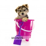 Giad The Cutest Morkie Blog