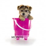 Giad The Cutest Morkie Blog