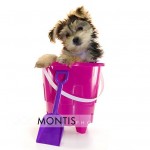 Giad The Cutest Morkie Blog