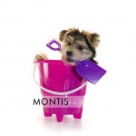 Giad The Cutest Morkie Blog