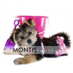 Giad The Cutest Morkie Blog